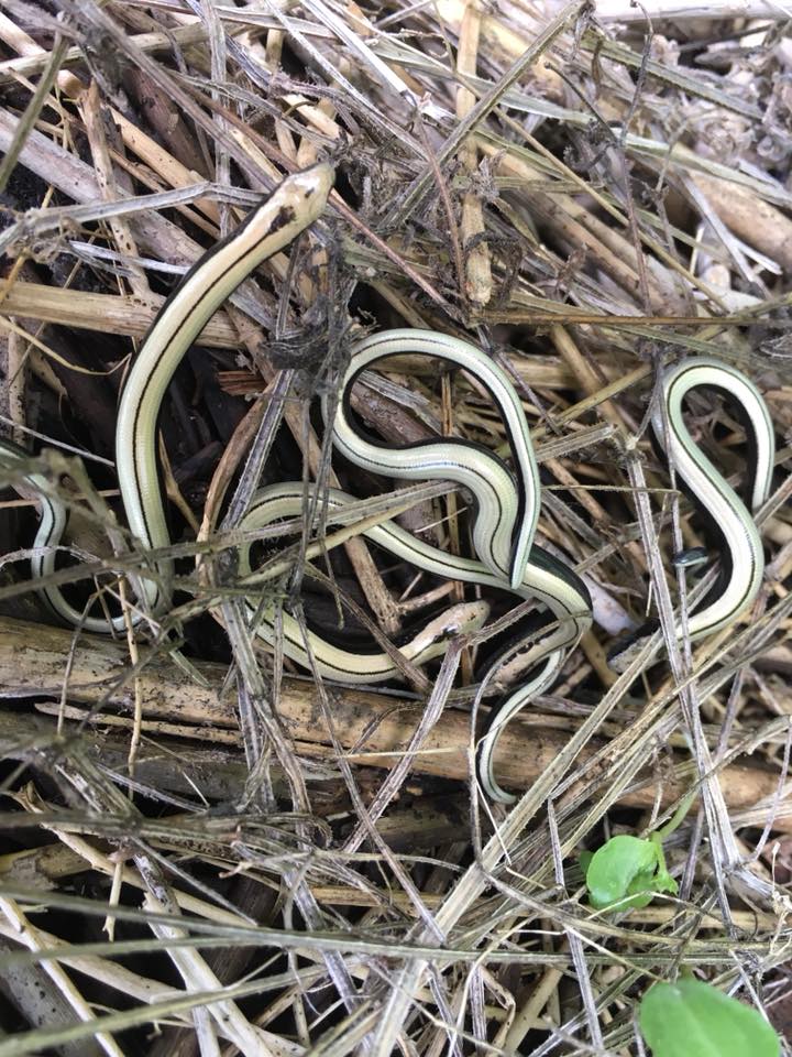 slow worms