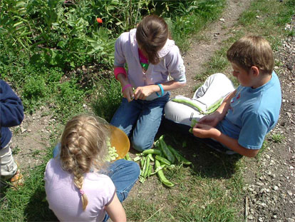 shelling broad beans in the garden